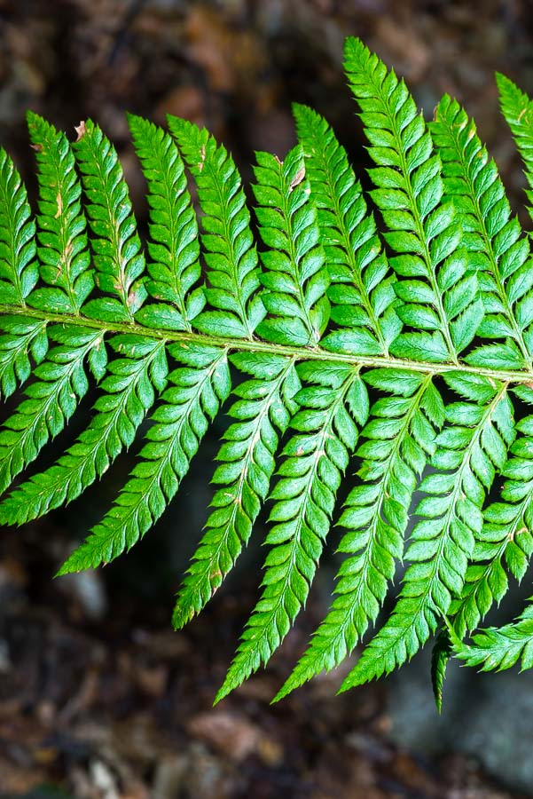 Polystichum aculeatum